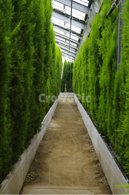 율마,초록,식물,plant,color,식물,자연,plants,nature