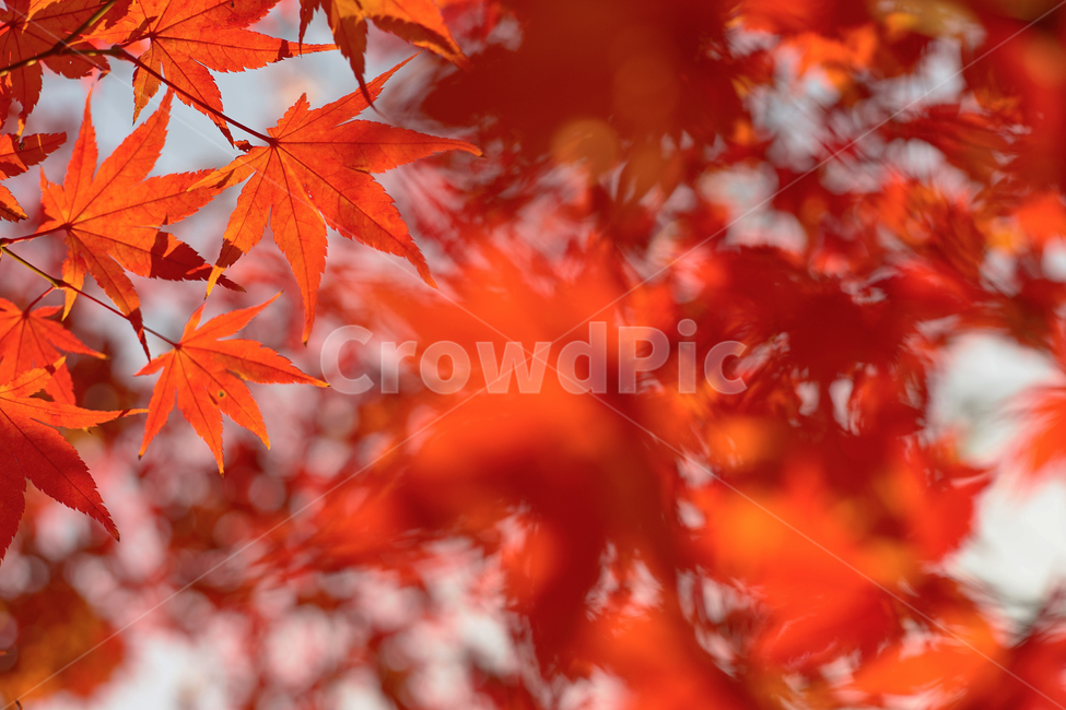 가을,단풍,배경,계절,빨간단풍잎,나무,붉은잎,fall,autumn,season,단풍나무,자연,식물,백그라운드,나뭇가지,레드,붉은,빨간,빨강,울긋불긋,화려한,색감,야외,tree,nature,colorul,가을,계절,fall,autumn,season,plant,leaf,잎,maple