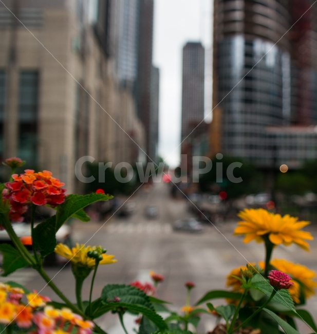 자연,감성,도시,꽃,식물,대비,빌딩,도로,친환경,여행,미국,도시,풍경,city,landscape,식물,자연,plants,nature,꽃,flower,plant,blossom