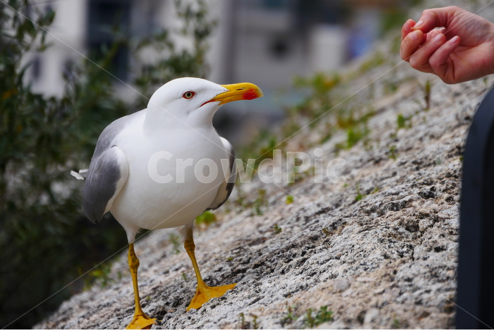 갈매기,bird,seagull,새,animal,동물,모이주기,교감,다가옴,만남,조우,나눔,정,조류,조두,흰갈매기,눈치,감시,순간포착,순간,moment,손,길들이기,훈련,동물,animal,조류,새,birds