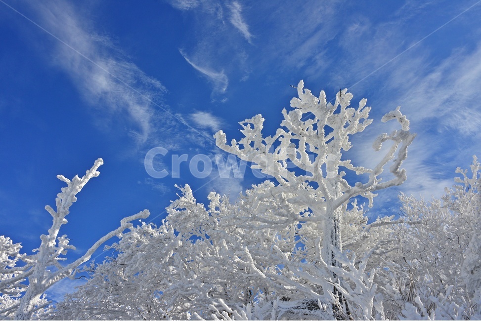 snow,눈,nature,자연,outdoors,옥외,ice,빙,mountain,산,mountainrange,산맥,무주,덕유산,덕유산설경,겨울,계절,향적봉,중봉,상고대,나무,겨울,계절,winter,season