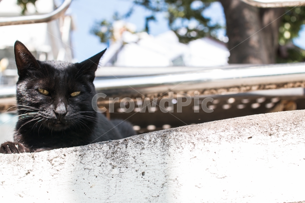 검은고양이,길고양이,새침한,시크한,부산,감천,동물,animal,포유류,mammal,고양이,cat,kitten,kitty