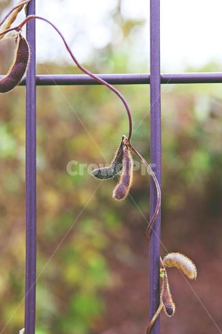 식물,잡초,열매,울타리,철망,자연,가을,추수,수확,식물,자연,plants,nature