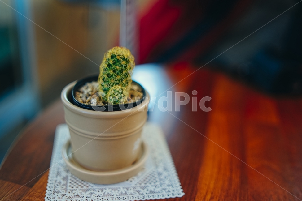 선인장,식물,사물,풍경사진,휴식,힐링,식물,자연,plants,nature,실내용화초,화분,화초,house plant,감성,sensible,feeling,인테리어,실내디자인,interior design