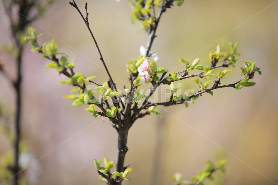 벚꽃,꽃,새싹,봄,벚꽃놀이,하늘,분홍색,분홍색꽃,캐논,5dmark3,봄,계절,spring,season,식물,자연,plants,nature,꽃,flower,plant