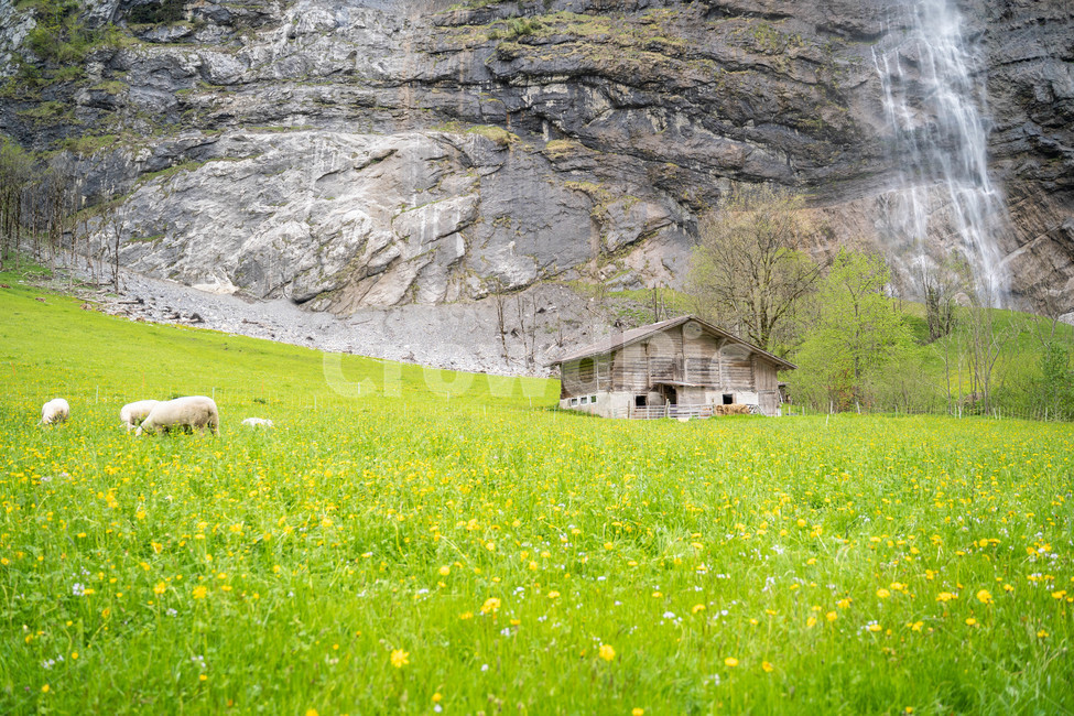 라우너트부넨,lauterbrunnen,스위스,양,초원,자연,녹샌,목초지,동물,animal,field,들,nature,민들레
