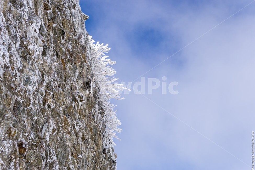 눈꽃,눈,겨울,겨울풍경,자연,감성,풍경,snow,winter,nature,landscape,mountain,tree,겨울,계절,winter,season