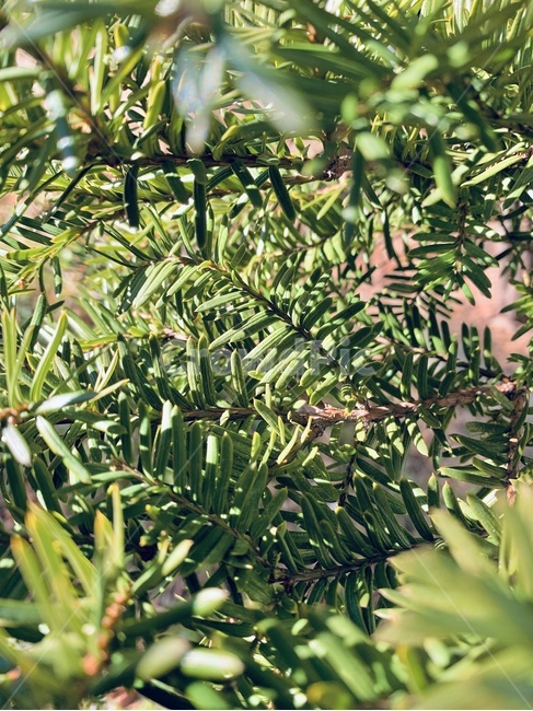 나뭇잎,나무,작은나무,자연,나뭇가지,식물,자연,plants,nature
