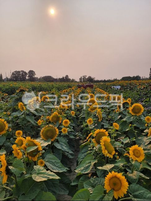해바라기,sunflowers,꽃,꽃밭,해바라기밭,노란색,노란꽃,sun,sunflower,flower,flowers,여름,여름꽃