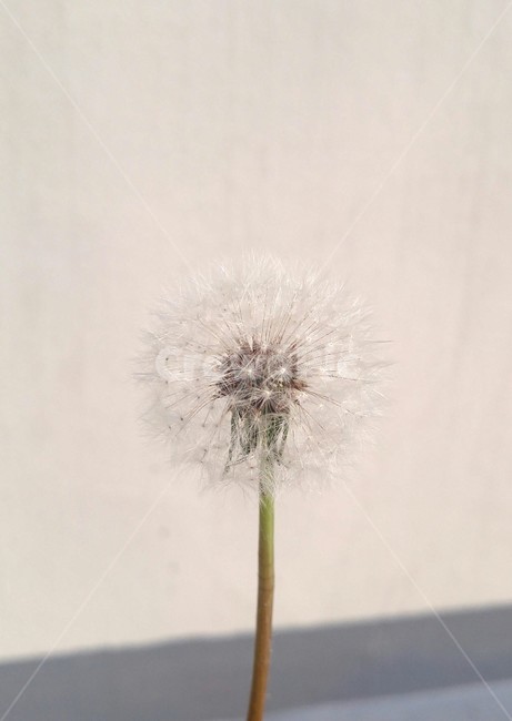 홀씨,민들레,민들레홀씨,풀,동글동글