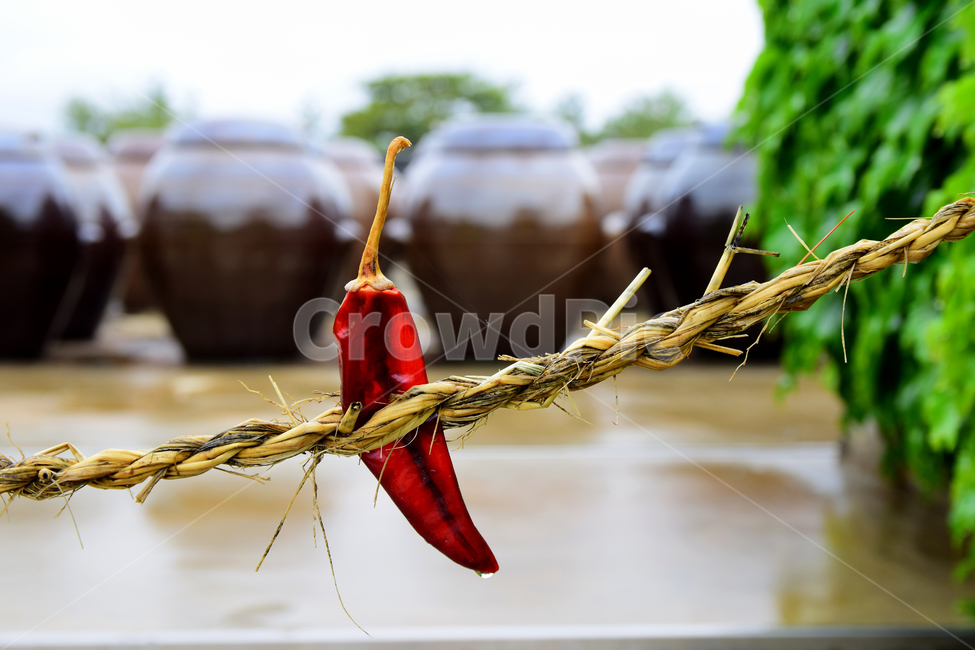 금줄,인줄,새끼줄,고추,빨간고추,전통,풍습,민속,rope,pepper,redpepper,exorcisticalrope