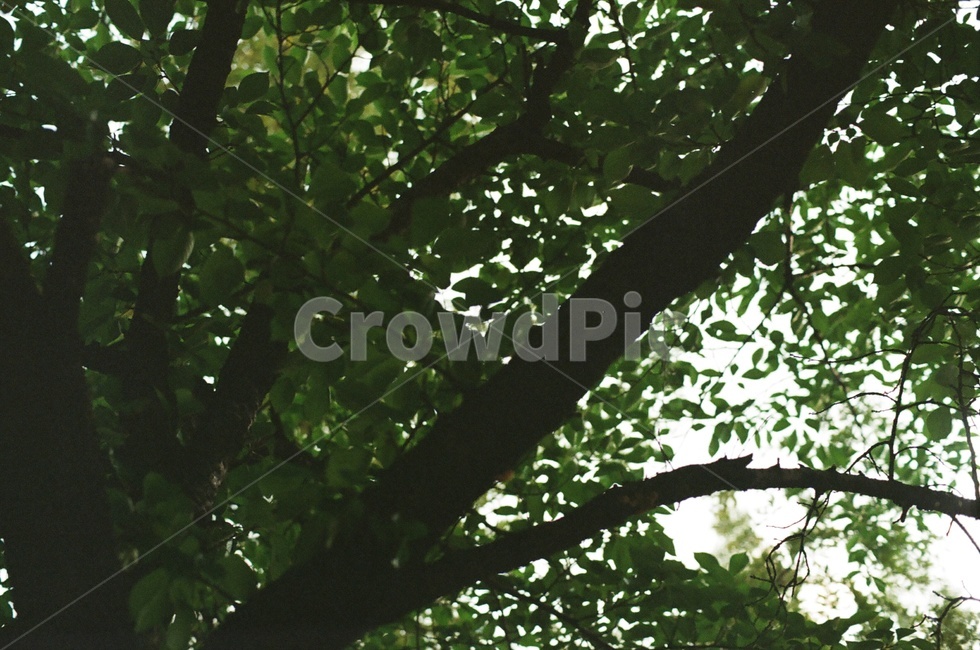 나무,여름,가을,초록색,잎,나뭇잎,배경,자연,풍경,식물,plant,계절,nature,outdoors,sunlight,햇빛,하늘,sky,식물,자연,plants,nature,나무,trees,wood