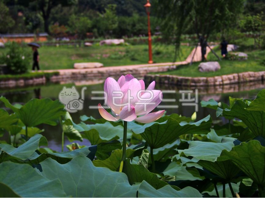 plant,식물,lily,꽃,flower,연못백합,사람,blossom,백합,person,인간,human,연꽃,연못,pondlily