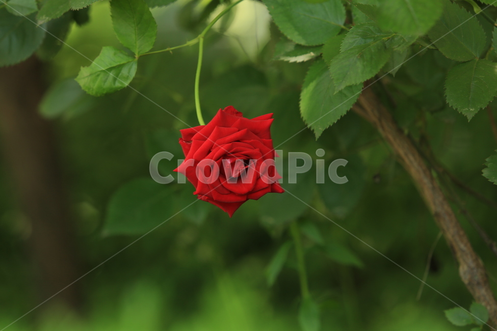 5월,may,rose,장미,season,계절,봄,여름,여왕,식물,자연,plants,nature,꽃,flower