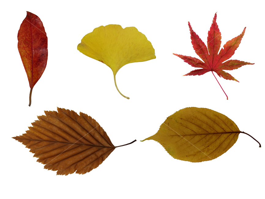 낙엽,낙엽이미지,흰배경낙엽,단풍잎,은행잎,잎,낙엽누끼,나뭇잎,식물,leaf,plant,leaves,가을,계절,fall,autumn,season,누끼,remove background,tree,나무
