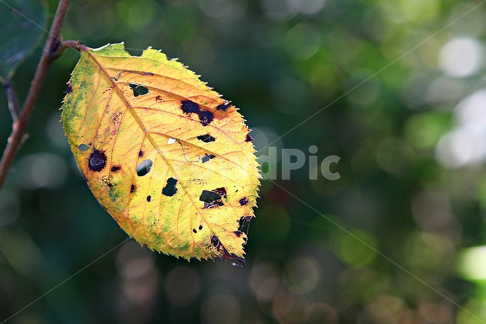 단풍,낙엽,잎,나무잎,가을,식물,자연,계절,색상,색감,칼라,가을,계절,fall,autumn,season,식물,자연,plants,nature,veins,정맥,fungus,진균류