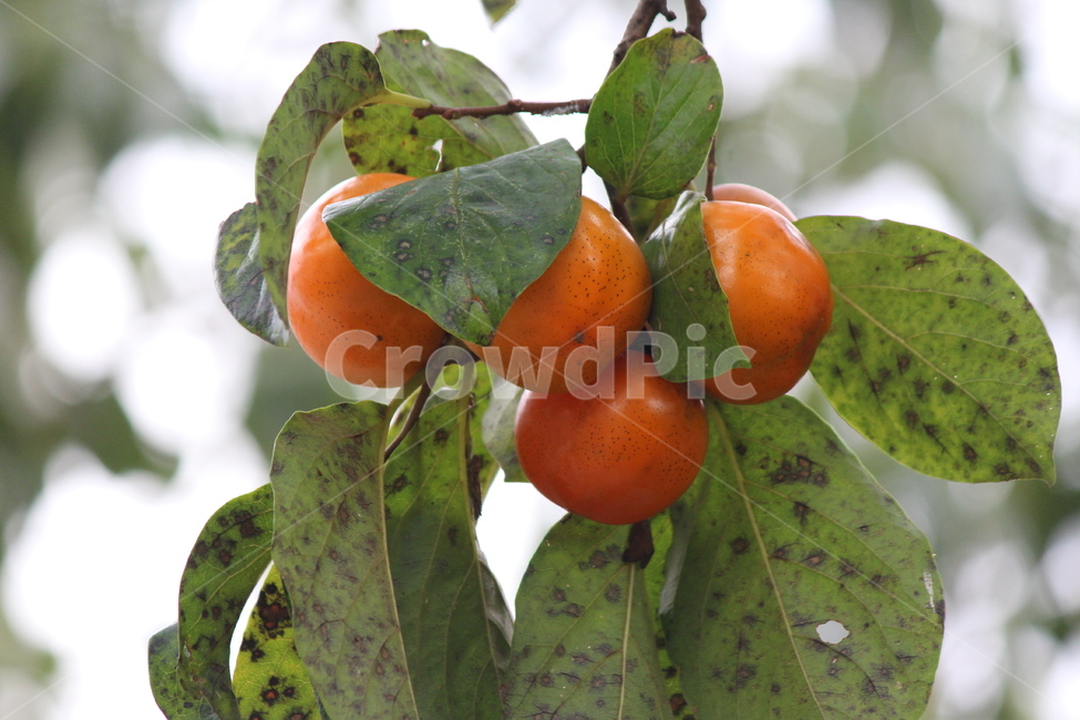 감,plant,식물,food,음식,persimmon,fruit,과일,produce,노랑,감나무잎,한국적인,가을,과일,열매,fruit