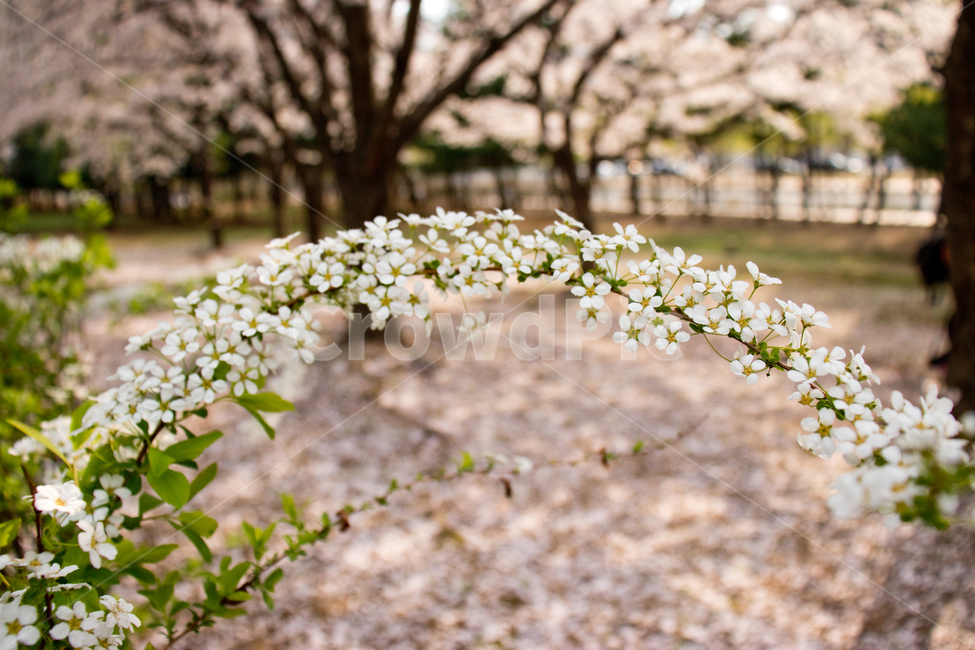조팝꽃,싸리꽃,조팝나무,봄,꽃,풍경,식물,자연,봄꽃,공원,야외,bridalwreath,spring,flower,springflowers,landscape,natural,nature,꽃잎,계절,만개,활짝핀,나무,나뭇가지,봄풍경,아름다운,예쁜,아름답다,아름다움,예쁘다,성장,밝은,밝다,하늘,우아한,우아하다,우아함,순수,순수한,배경,바탕,백그라운드,background,흰색꽃,흰꽃,하얀꽃,하얀색꽃,흰색,하얀색,화이트,white,초록색,그린,green,fresh,봄,계절,spring,season,식물,자연,plants,nature,꽃,flower,plant,blossom,petal