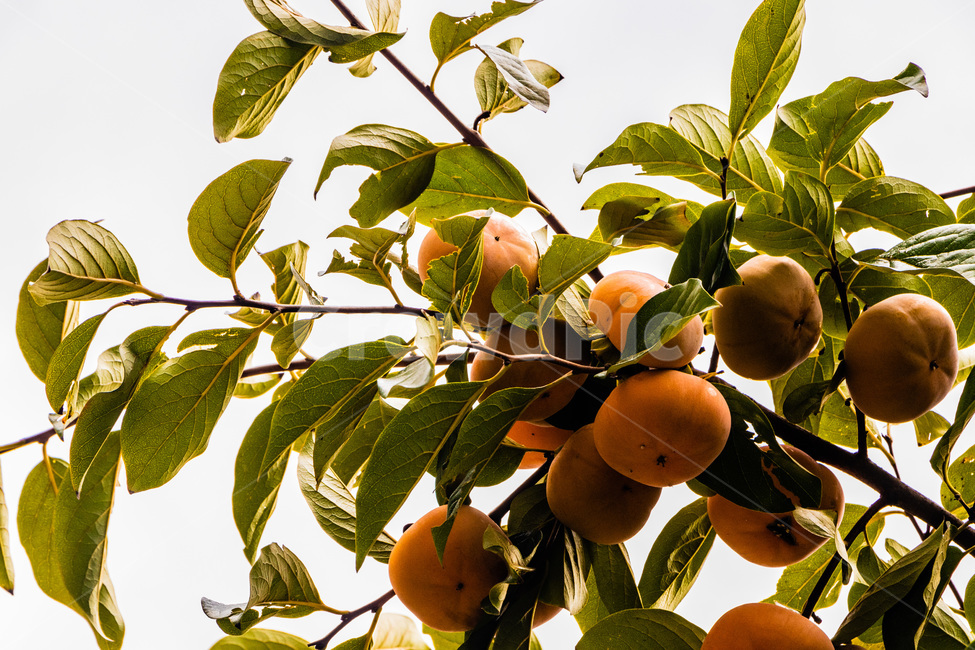 감,감나무,단감,홍시,감잎,가을,계절,fall,autumn,season,식물,자연,plants,nature,과일,열매,fruit,plant,food,음식