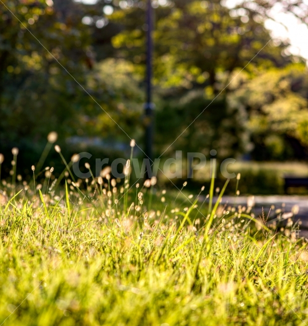 가을,노을,꽃,식물,따스함,여행,공원,식물,자연,plants,nature,휴식,힐링,rest,relaxation,healing