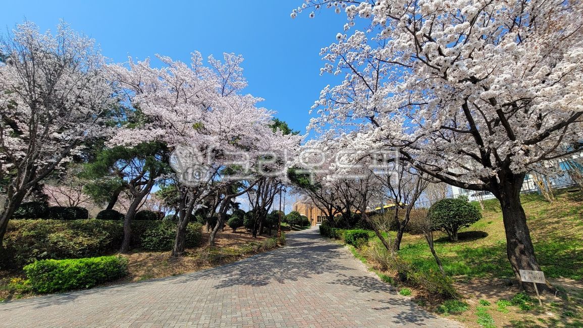 Cherry Blossom,nature,Spring background,spring weather,tree,flower road,flower,path,tree trunk,outdoors,road,cherry blossom background,treetrunk,park