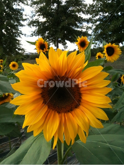 가을,해바라기,해바라기꽃,가을해바라기,노란색,식물,자연,plants,nature,꽃,flower