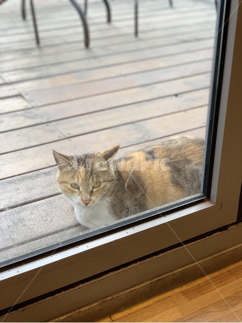 고양이,cat,길고양이,동물,야생동물,귀여운