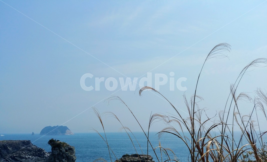 억새,바다,하늘,식물,풍경,섬,plant,sea,자연,풍경,nature,landscape,식물,plants,grass,잔디