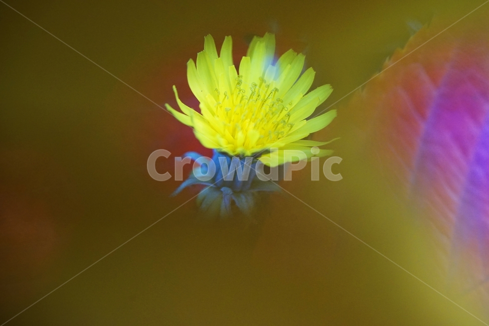 민들레,민들레꽃,야생화,국화과,다년생식물,식물,자연,plants,nature,꽃,flower