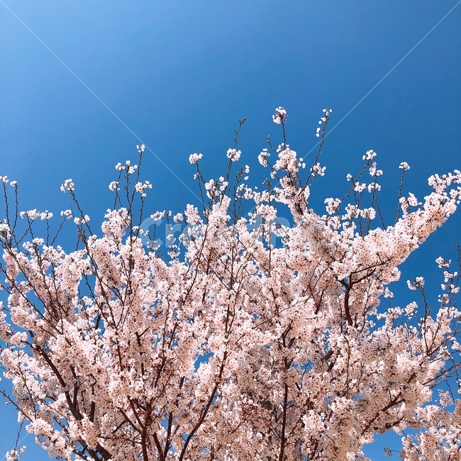 벚꽃,꽃,봄,나무,풍경,자연,봄,계절,spring,season,식물,자연,plants,nature,꽃,flower,plant,blossom