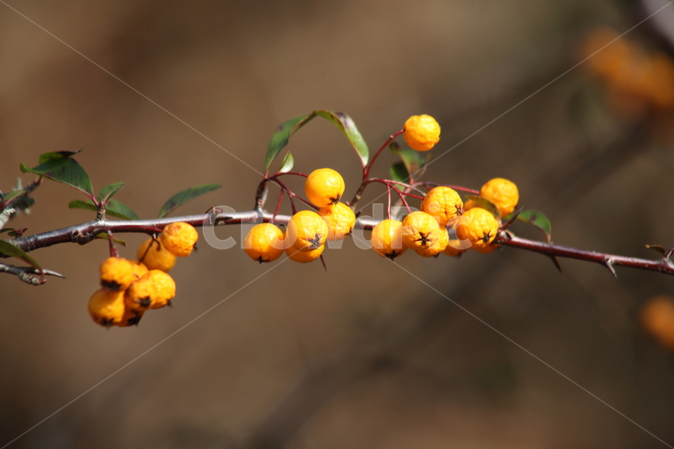 가을,열매,종자,식물,seed,파라칸타,파라칸사스,pyracantha,가을,계절,fall,autumn,season,식물,자연,plants,nature,과일,열매,fruit,plant,food,음식