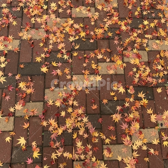 leaf,잎,plant,식물,가을,단풍,단풍잎,비내린후,비내린가을,낙엽