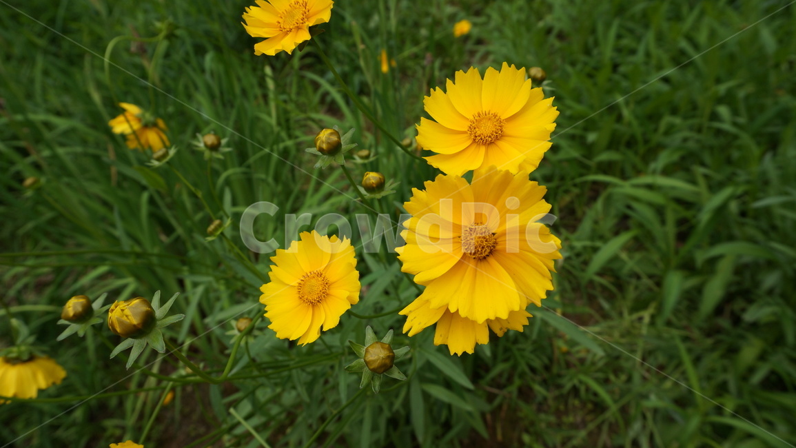 꽃,자연,식물,꽃축제,예쁜꽃,식물,자연,plants,nature,꽃,flower