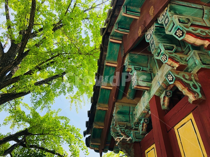 사찰,절,여름,우리나라,경주