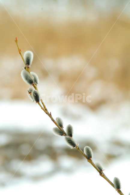갯버들,버들가지,겨울,봄소식,입춘,겨울식물,겨울모습,겨울눈,겨울,계절,winter,season,식물,자연,plants,nature