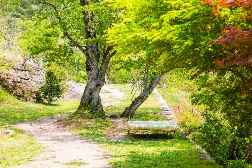 풍경,쉼터,나무그늘,여름,그늘,자연,풍경,nature,landscape,여름,계절,summer,season,휴식,힐링,rest,relaxation,healing,tree,나무,plant,식물,tree trunk,나무 줄기