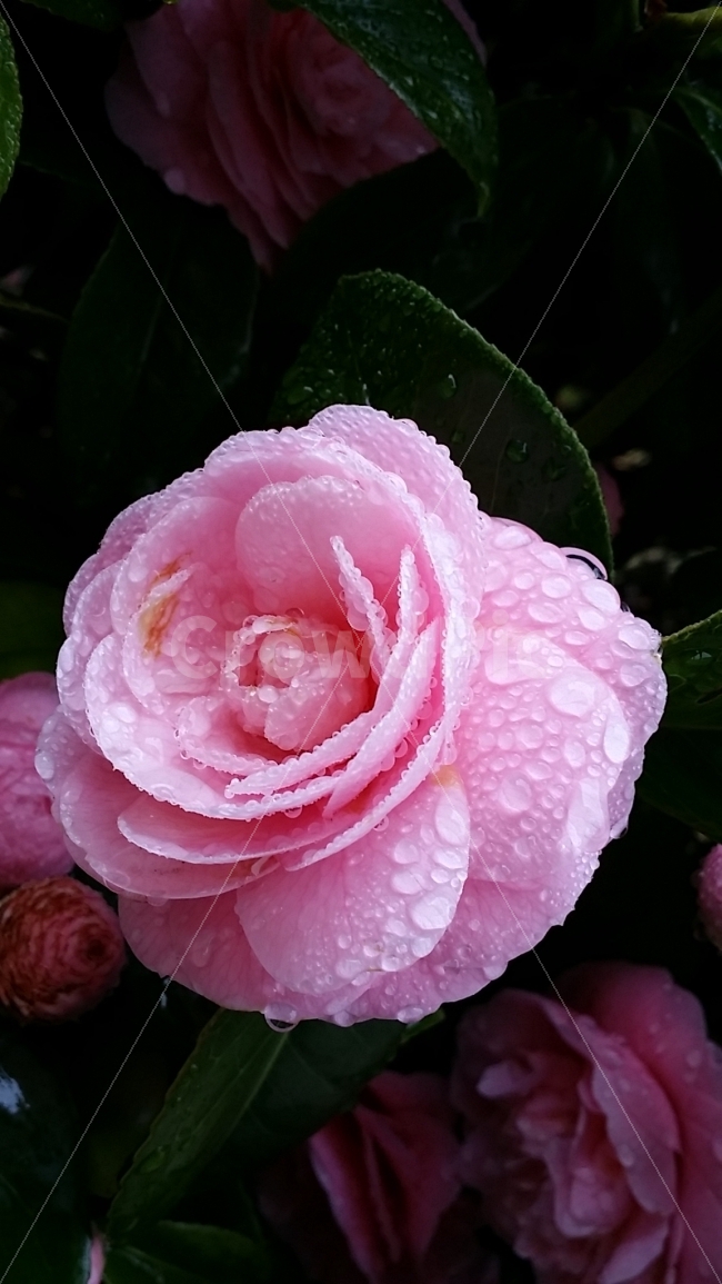 꽃,동백,빗방울,싱그러움,상쾌함,식물,자연,plants,nature,꽃,flower