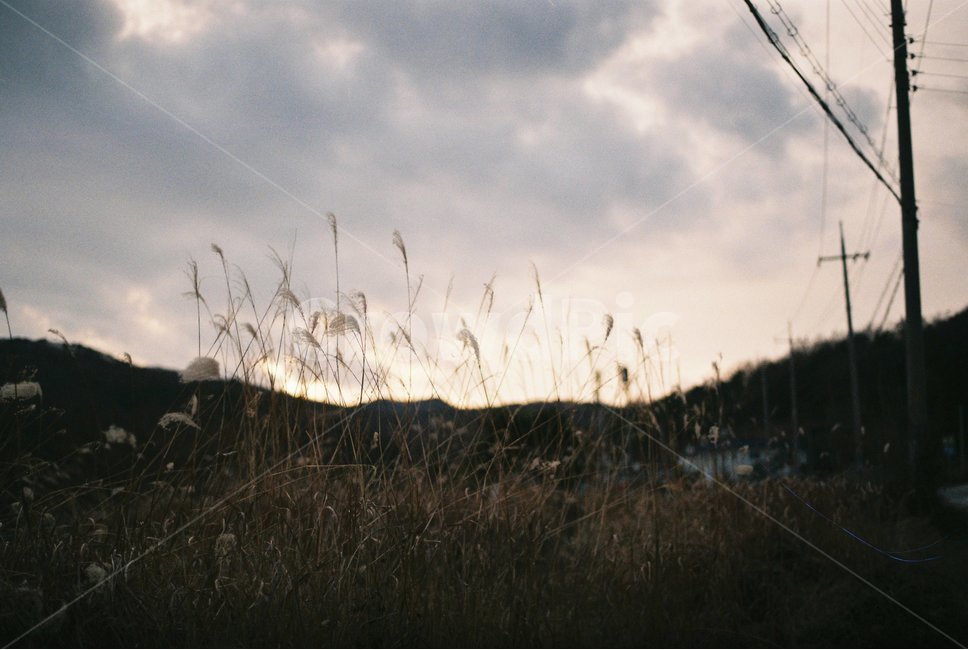 억새,갈대,풍경,자연,필름,감성,역광,그림자,자연,풍경,nature,landscape