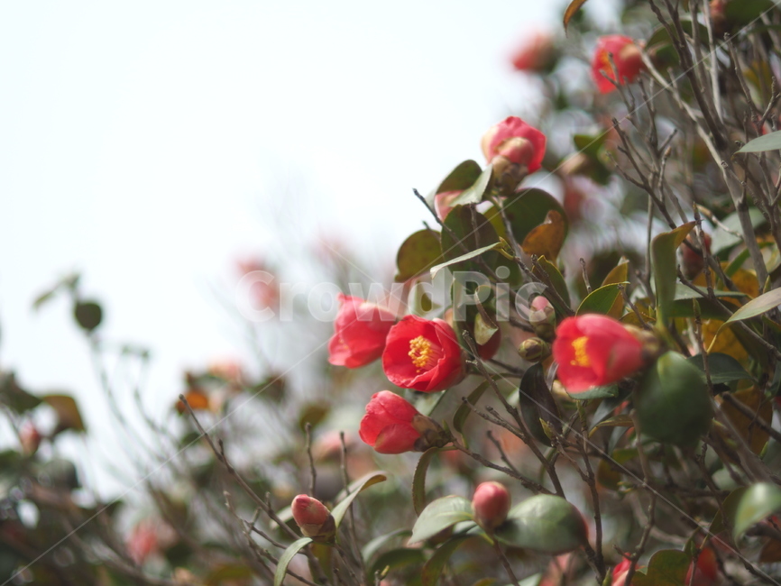동백꽃,동백,겨울꽃,빨간꽃,꽃,flower,자연,식물,식물,자연,plants,nature,꽃,flower