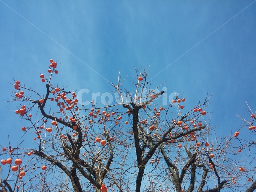 감나무,감,나무,나뭇가지,가을,가을,계절,fall,autumn,season,자연,풍경,nature,landscape,과일,열매,fruit,plant,식물
