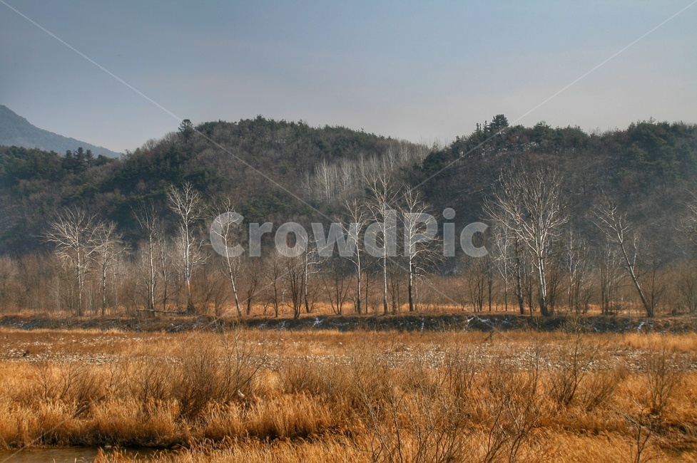 겨울풍경,나무,평창,산,강,푸른하늘,갈대,얼음,자연,풍경,nature,landscape,한국자연풍경,한국자연경관,korea nature landscape,outdoors,옥외,plant,식물,tree