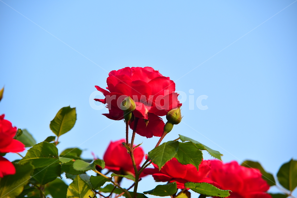장미,빨간,봉우리,꽃,하늘,꽃봉우리,red,rose,꽃잎,잎,초록,녹색,가시