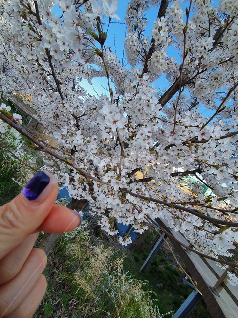 식물,인간,꽃,flower,blossom