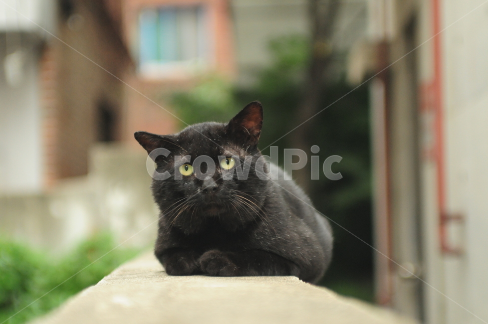 고양이,검은고양이,길고양이,cat,코리안숏헤어,동물,동물,animal,포유류,mammal,고양이,cat,kitten,kitty