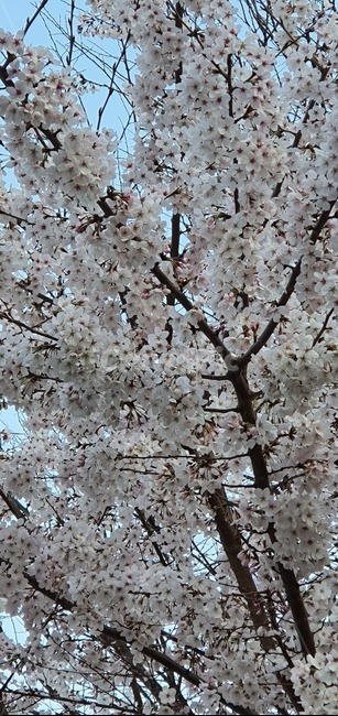 꽃,벚꽃,식물,blossom,cherryblossom