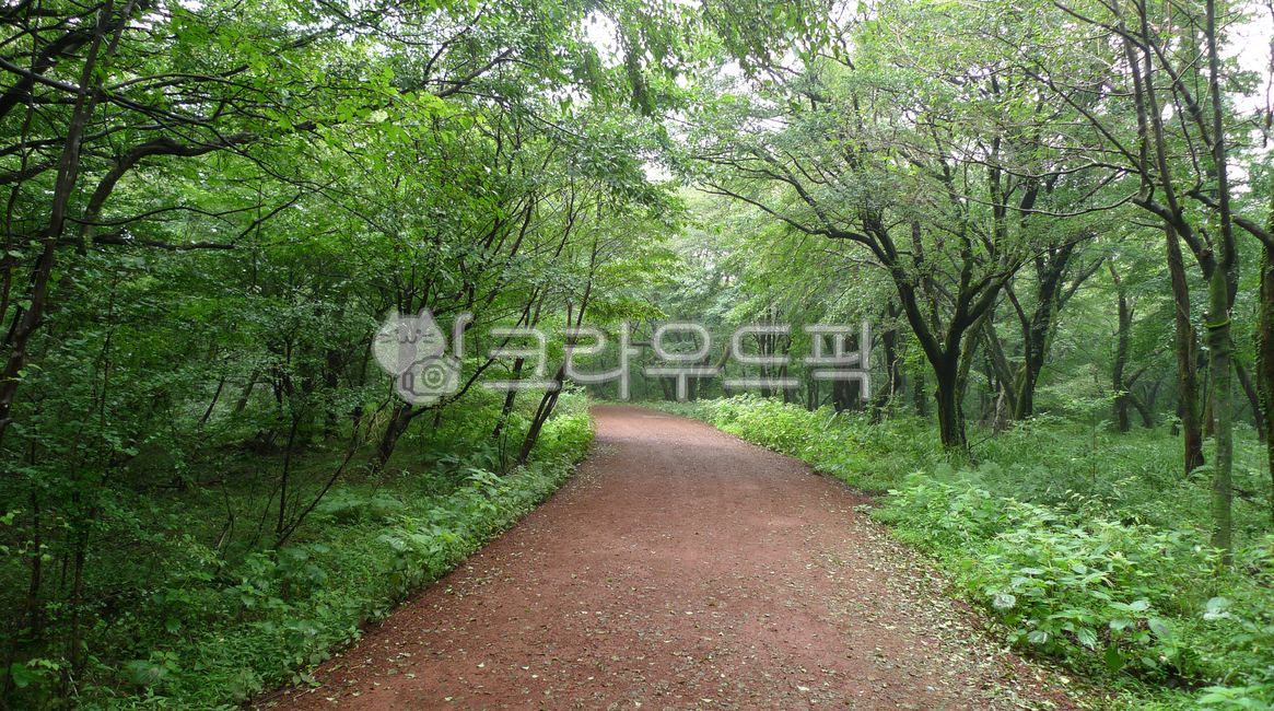 사려니숲길,제주사려니,사려니,제주,초목,삼림지,자연,산책로