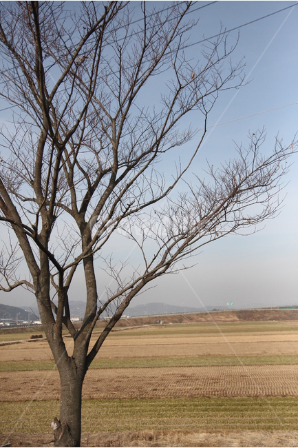 풍경,겨울,나무,들판,하늘,겨울,계절,winter,season,식물,자연,plants,nature,나무,trees,wood