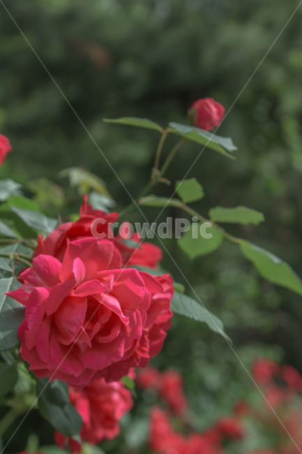 장미,꽃,식물,덩쿨,rose,plant,blossom,flower