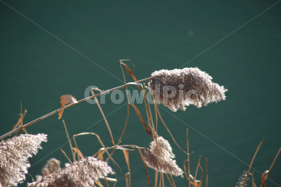 식물,풀,잡초,갈대,commonreed,겨울,가을,계절,fall,autumn,season,식물,자연,plants,nature,grass,잔디,plant,lawn,reed