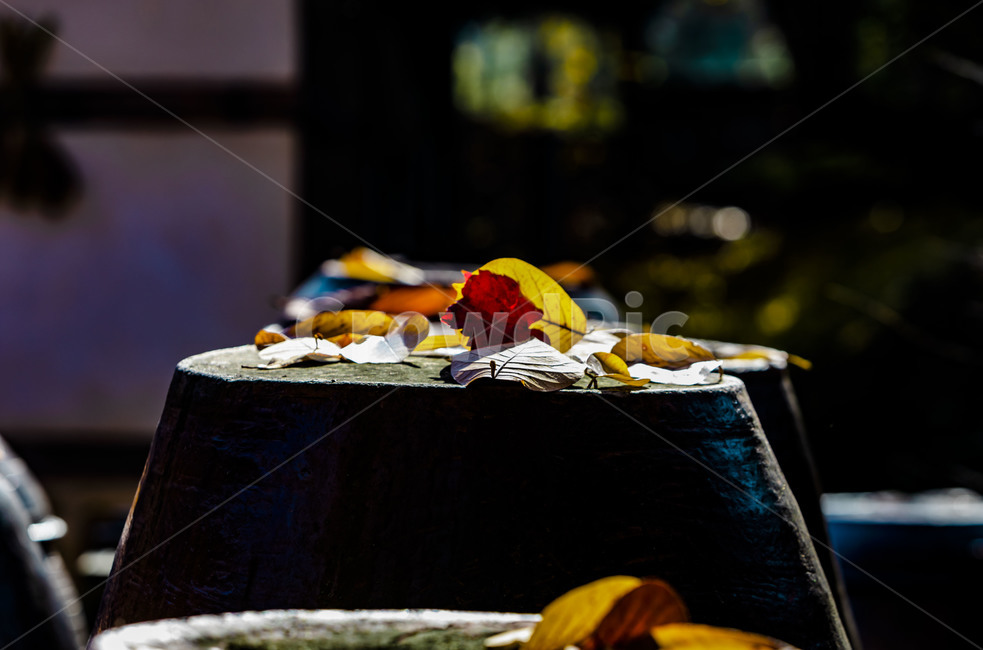 장독,독,김장독,항아리,낙엽,가을,단풍,옹기,가을,계절,fall,autumn,season,한국전통,한국문화,korean traditional,korean culture